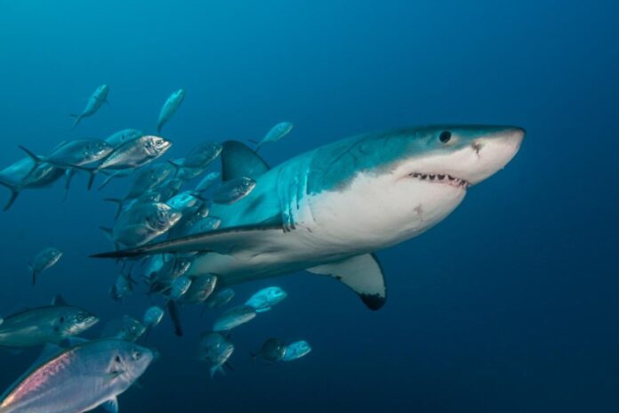 The shark and small fish effects often appear in investment environments where uncertainty and volatility are unavoidable